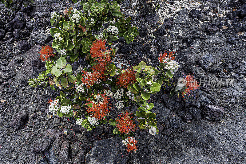 ʻōhiʻa lehua, Metrosideros多态性，是一种开花的常青树在桃金娘科，桃金娘科，这是地方性的夏威夷六个最大的岛屿ʻi。夏威夷当地的许多传统把它形成的树和森林称为s